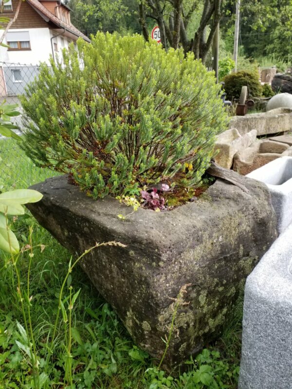 0369 – Bild 2
